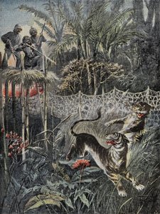 Tijgerjacht in de jungles van India: de verdedigers zijn achter het net en de jagers zijn veilig op de belvedère. Gravure in 