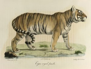 Koninklijke tijger, vrouwtje, uit Histoire Naturelle des Mammifères door French School