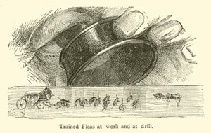 Getrainde vlooien aan het werk en in de drill door French School