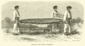 Transport van een blad van de Nymphaea door French School