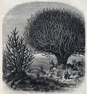 Euphorbo-boom in Oost-Afrika (Soedan). Gravure door Freeman in 