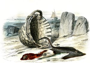 Trigle grondin (Trigle cuculus), wijting (merlangius merlangus), rog grondin (dipturus batis) - Plaat uit Histoire Naturelle door Bernard Germain de Lacepede (1856-1925), editie P.Furme, Parijs door French School