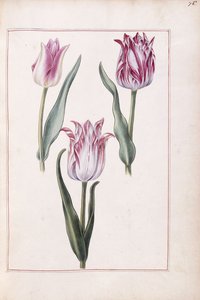 Tulpen