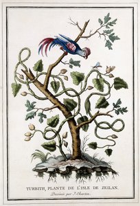 Turbith, plant van het eiland Zeilan, 1784