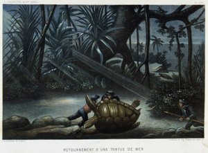 Schildpad van een zeeschildpad - in 