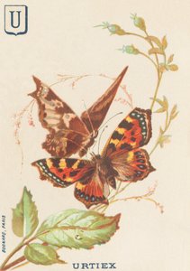 Urtiex (Aglais urticae of Kleine Schildpad)