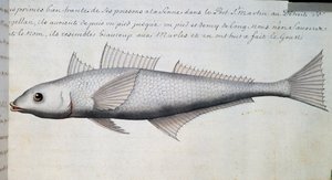 Onbekende vis, Straat van Magellan, aquarel uit logboek door Jacques Gouin de Beauchesne (1652-1730), kapitein van Compagnie royale de la Mer du Sud, van 1698 tot 1701, Frankrijk door French School