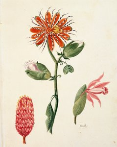 Vanille orchidee (Vanilla planifolia) door Lejeune