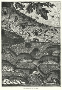 Uitzicht op het interieur van een mierennest aan de voet van een eik (gravure) door French School