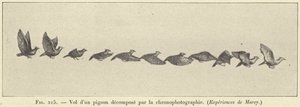 Vlucht van een duif ontleed door chronofotografie