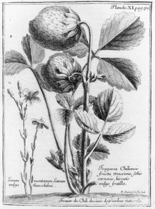Westkust Pijnboom Aardbei, uit Verhaal van de reis naar de zuidelijke zeeën aan de kusten van Chili en Peru 1712-16 door A.F. Frezier, gepubliceerd 1716 door French School