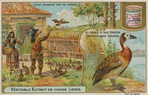 Witwangfluiteend, gedomesticeerd door Amerikaanse Indianen