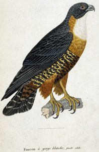 Witkeelvalk, volwassen vrouwtje
