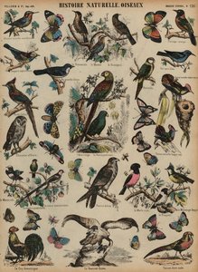 Wilde vogels door French School