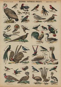 Wilde vogels door French School