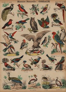 Wilde vogels door French School