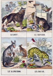 Wolf; Vos; Kangoeroe; Jaguar. Gravure in "Buffon Alphabet des Animaux". 3e Serie N 1. Imaging of Epinal, Epinal, eind 19e eeuw. 16 pagina