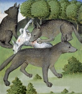 Wolven
