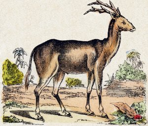 Xantarus. Gravure in "Alphabet des animaux sauvages". 9e Serie. Beeldmateriaal van Epinal, Pellerin, drukker-uitgever, circa 1870. Houtsneden, gestencild. 16 pagina