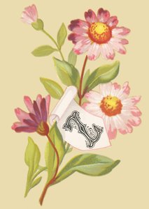 Z: zinnia - valse vlokken