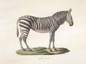 Zébre femelle. Vrouwelijke zebra, uit Histoire Naturelle des Mammifères