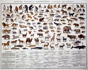 Zoologie: classificatie van zoogdieren volgens de Franse bioloog Georges Cuvier (1769-1832)