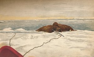 Walrussen gedood voor de oostkust van het Taimyr-schiereiland, 12 september 1893