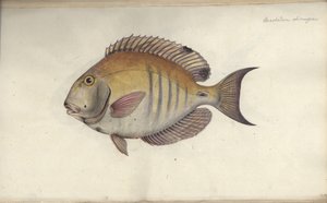 Chaetodon chirurgus, voor 1787 door Friedrich August Kruger