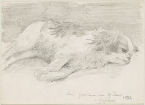 Hondenstudies