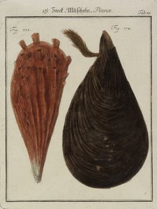 Mosselen, uit Neues Systematisches Conchylien-Cabinet, 1784 (handgekleurde ets en gravure)