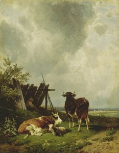 De koeien