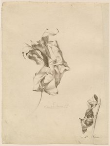 Verdorde bladeren door Friedrich Olivier