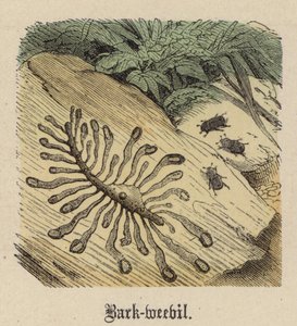 Schorskever door Friedrich Specht