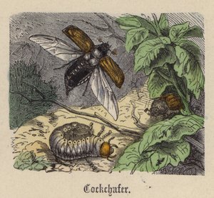 Meikever door Friedrich Specht