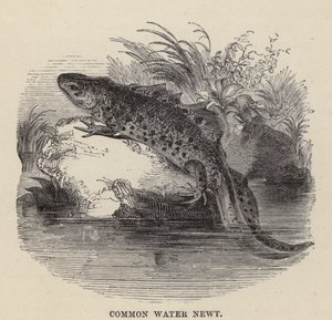 Gewone Watersalamander