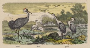 Kraanvogel, Ooievaar, Reiger door Friedrich Specht