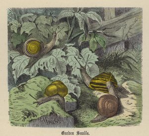 Tuinslakken