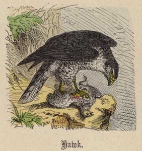 Havik door Friedrich Specht