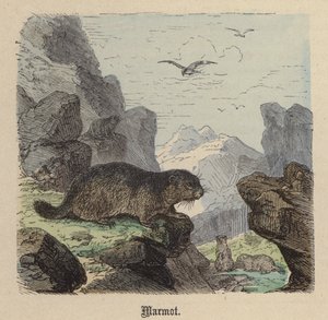 Marmot