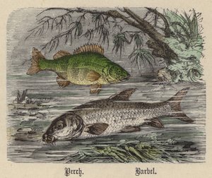 Baars, Barbelen door Friedrich Specht