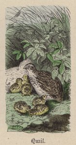 Kwartel door Friedrich Specht