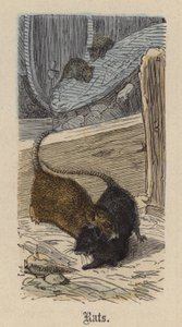 Ratten door Friedrich Specht