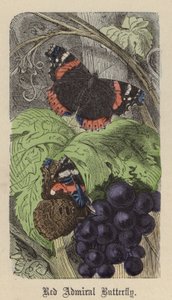 Atalanta Vlinder