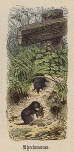Spitsmuis door Friedrich Specht