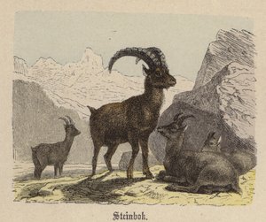 Steenbok