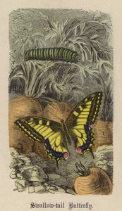 Koninginnenpage door Friedrich Specht