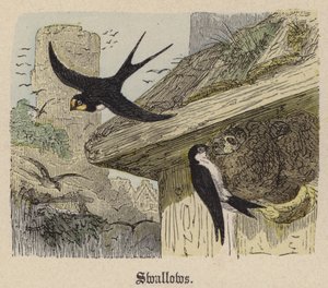 Zwaluwen door Friedrich Specht
