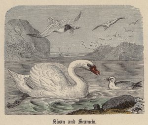 Zwaan en Meeuw door Friedrich Specht
