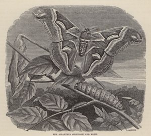 De Ailanthus Zijderups en Mot door Friedrich Specht