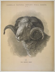 Het Merino Schaap, uit 